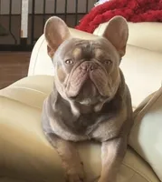 Mika & Ruger, a  French Bulldog for sale in Blue Ridge, TX – 7 of 9