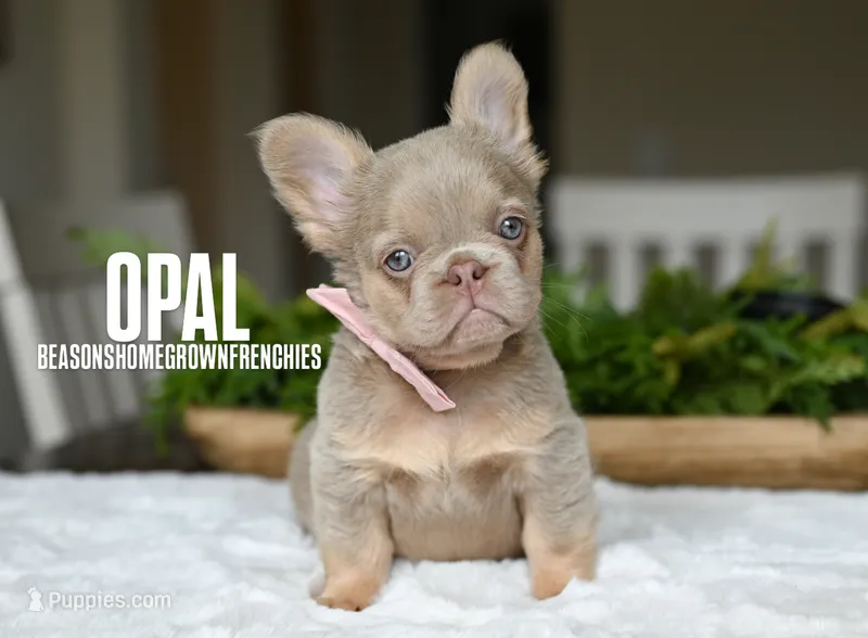 OPAL – French Bulldog puppy for sale in Blue Ridge, TX