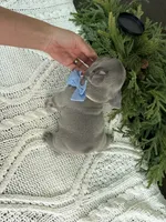 SLATE, a male French Bulldog for sale in Blue Ridge, TX – 2 of 3