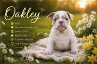 OAKLEY, a female French Bulldog for sale in Blue Ridge, TX – 1 of 2