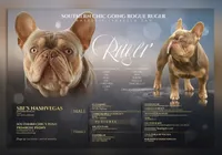 Mika & Ruger, a  French Bulldog for sale in Blue Ridge, TX – 5 of 9