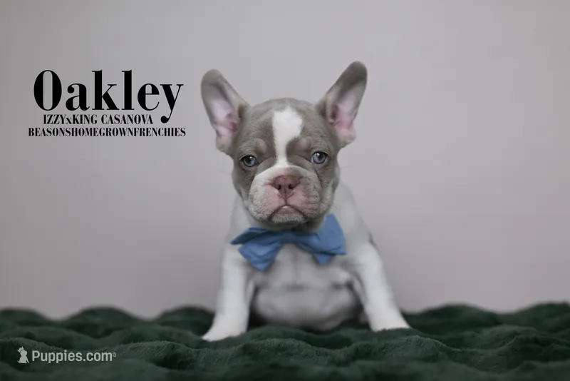 OAKLEY – French Bulldog puppy for sale in Blue Ridge, TX