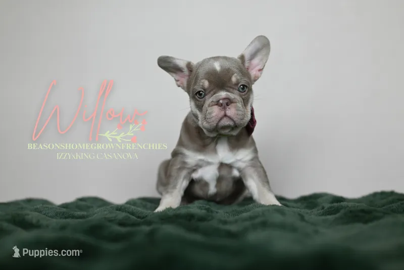 WILLOW – French Bulldog puppy for sale in Blue Ridge, TX