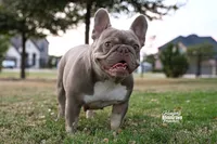 Izzy & 8 Track, a  French Bulldog for sale in Blue Ridge, TX – 9 of 10