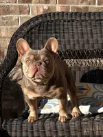 Mika & Ruger, a  French Bulldog for sale in Blue Ridge, TX – 8 of 9