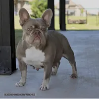 Izzy & 8 Track, a  French Bulldog for sale in Blue Ridge, TX – 6 of 10