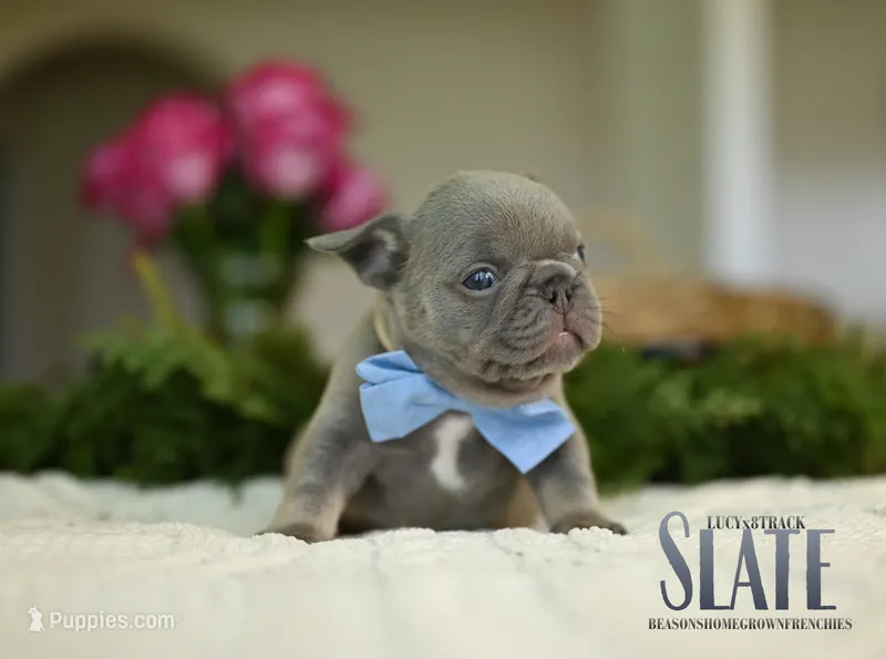 SLATE – French Bulldog puppy for sale in Blue Ridge, TX