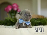 SLATE, a male French Bulldog for sale in Blue Ridge, TX – 1 of 3