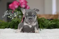 Juniper, a female French Bulldog for sale in Blue Ridge, TX – 2 of 4