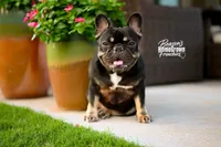 Mika & Ruger, a  French Bulldog for sale in Blue Ridge, TX – 3 of 9