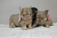 PEARL, a female French Bulldog for sale in Blue Ridge, TX – 5 of 6