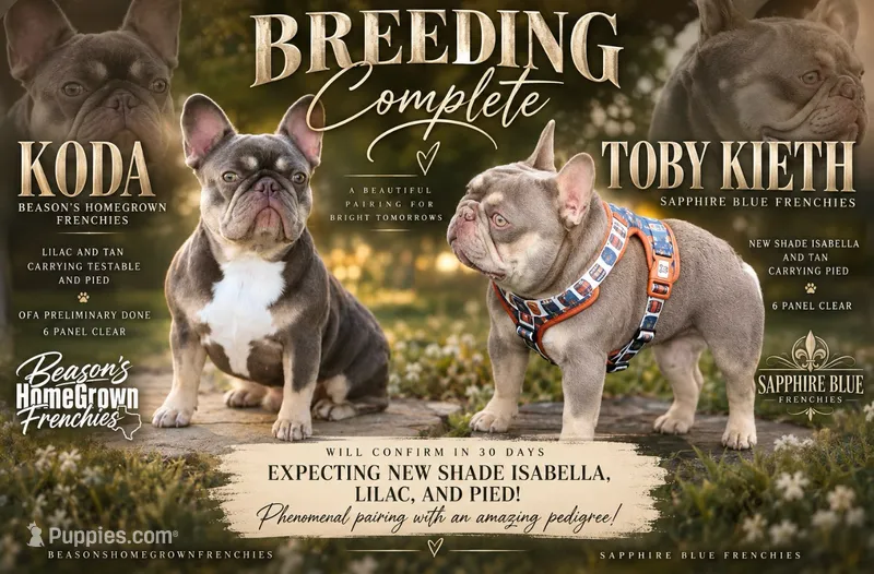 Koda & Toby Kieth – French Bulldog puppy for sale in Blue Ridge, TX