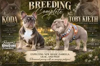 Koda & Toby Kieth, a  French Bulldog for sale in Blue Ridge, TX – 1 of 9
