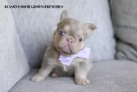 PEARL, a female French Bulldog for sale in Blue Ridge, TX – 1 of 6