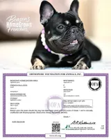 Mika & Ruger, a  French Bulldog for sale in Blue Ridge, TX – 4 of 9