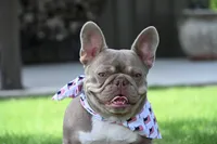 Izzy & 8 Track, a  French Bulldog for sale in Blue Ridge, TX – 10 of 10
