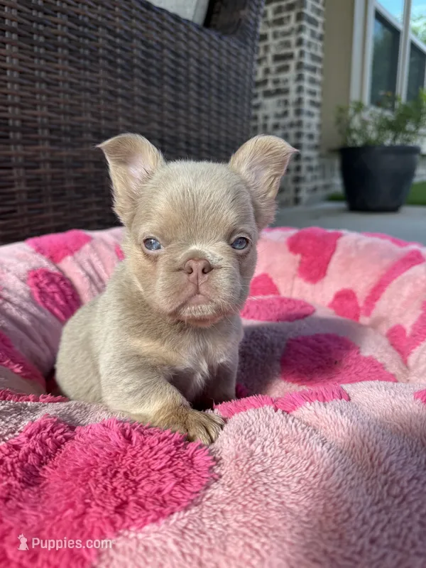 OPAL – French Bulldog puppy for sale in Blue Ridge, TX