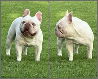WILLOW, a female French Bulldog for sale in Blue Ridge, TX – 4 of 4