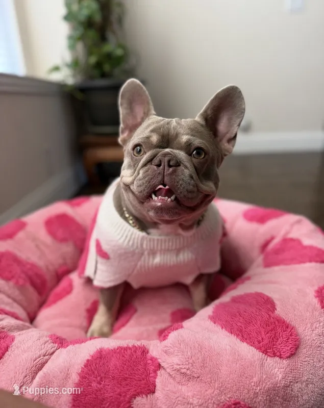 WILLOW – French Bulldog puppy for sale in Blue Ridge, TX