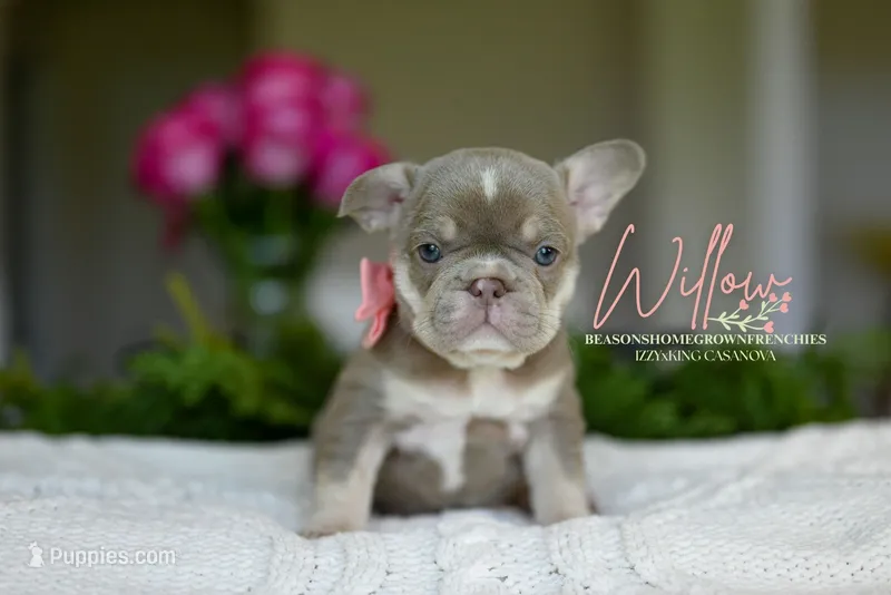 WILLOW – French Bulldog puppy for sale in Blue Ridge, TX