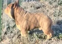 Mika & Ruger, a  French Bulldog for sale in Blue Ridge, TX – 9 of 9