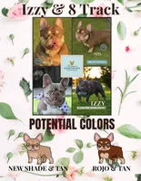 Izzy & 8 Track, a  French Bulldog for sale in Blue Ridge, TX – 2 of 10
