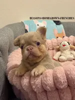 PEARL, a female French Bulldog for sale in Blue Ridge, TX – 4 of 6
