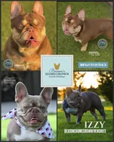 Izzy & 8 Track, a  French Bulldog for sale in Blue Ridge, TX – 5 of 10