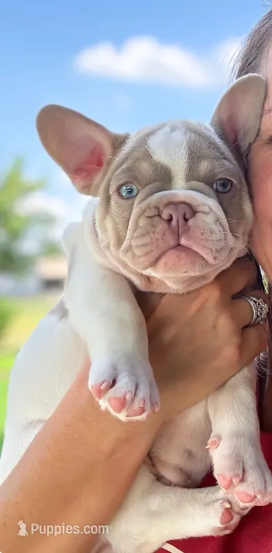 OAKLEY – French Bulldog puppy for sale in Blue Ridge, TX