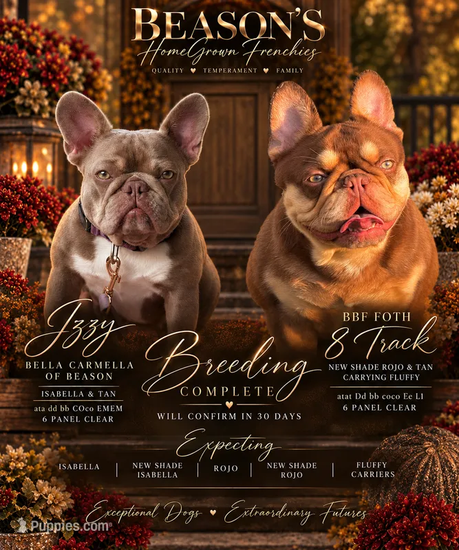 Izzy & 8 Track – French Bulldog puppy for sale in Blue Ridge, TX