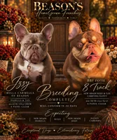 Izzy & 8 Track, a  French Bulldog for sale in Blue Ridge, TX – 1 of 10