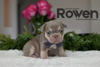 ROWEN, a male French Bulldog for sale in Blue Ridge, TX – 2 of 2