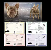 Mika & Ruger, a  French Bulldog for sale in Blue Ridge, TX – 6 of 9