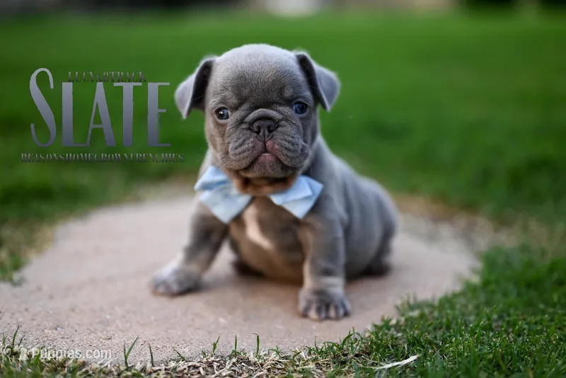 SLATE – French Bulldog puppy for sale in Blue Ridge, TX