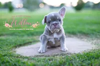 WILLOW, a female French Bulldog for sale in Blue Ridge, TX – 2 of 4