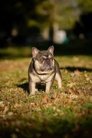 Koda & Toby Kieth, a  French Bulldog for sale in Blue Ridge, TX – 3 of 9
