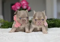 OPAL, a female French Bulldog for sale in Blue Ridge, TX – 4 of 5
