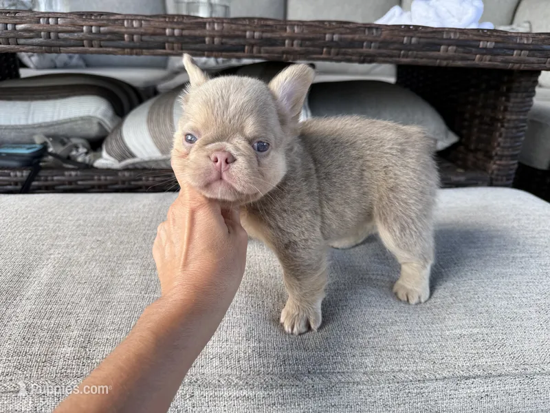 PEARL – French Bulldog puppy for sale in Blue Ridge, TX