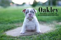 OAKLEY, a female French Bulldog for sale in Blue Ridge, TX – 2 of 2