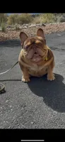 Izzy & 8 Track, a  French Bulldog for sale in Blue Ridge, TX – 3 of 10