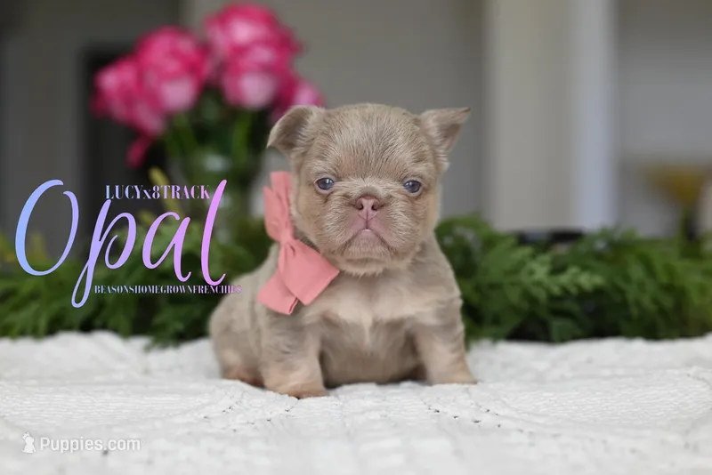 OPAL – French Bulldog puppy for sale in Blue Ridge, TX