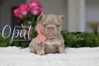 OPAL, a female French Bulldog for sale in Blue Ridge, TX – 1 of 5