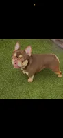 Izzy & 8 Track, a  French Bulldog for sale in Blue Ridge, TX – 4 of 10