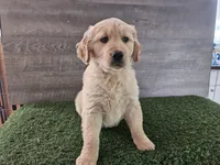 Orange , a female Golden Retriever for sale in Monroe, WA – 2 of 10