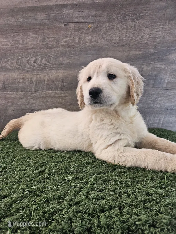 Cherry – Golden Retriever puppy for sale in Monroe, WA
