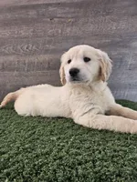 Cherry, a female Golden Retriever for sale in Monroe, WA – 1 of 8