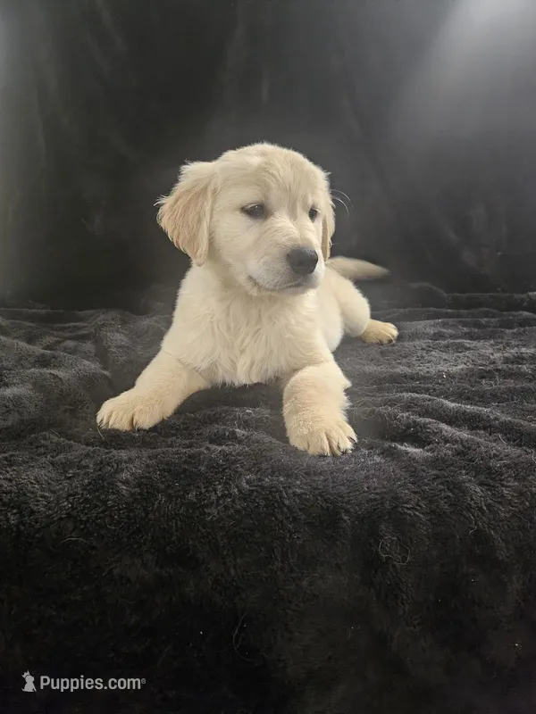 Mango  – Golden Retriever puppy for sale in Monroe, WA