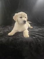 Mango , a male Golden Retriever for sale in Monroe, WA – Photo 1 of 9