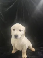 Mango , a male Golden Retriever for sale in Monroe, WA – Photo 3 of 9