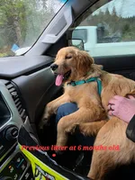 Orange , a female Golden Retriever for sale in Monroe, WA – 7 of 10